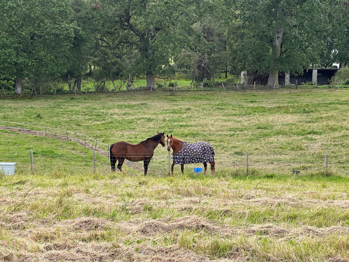 Horses in the field on the croft near Loch Ness, home of Croft & Cleo