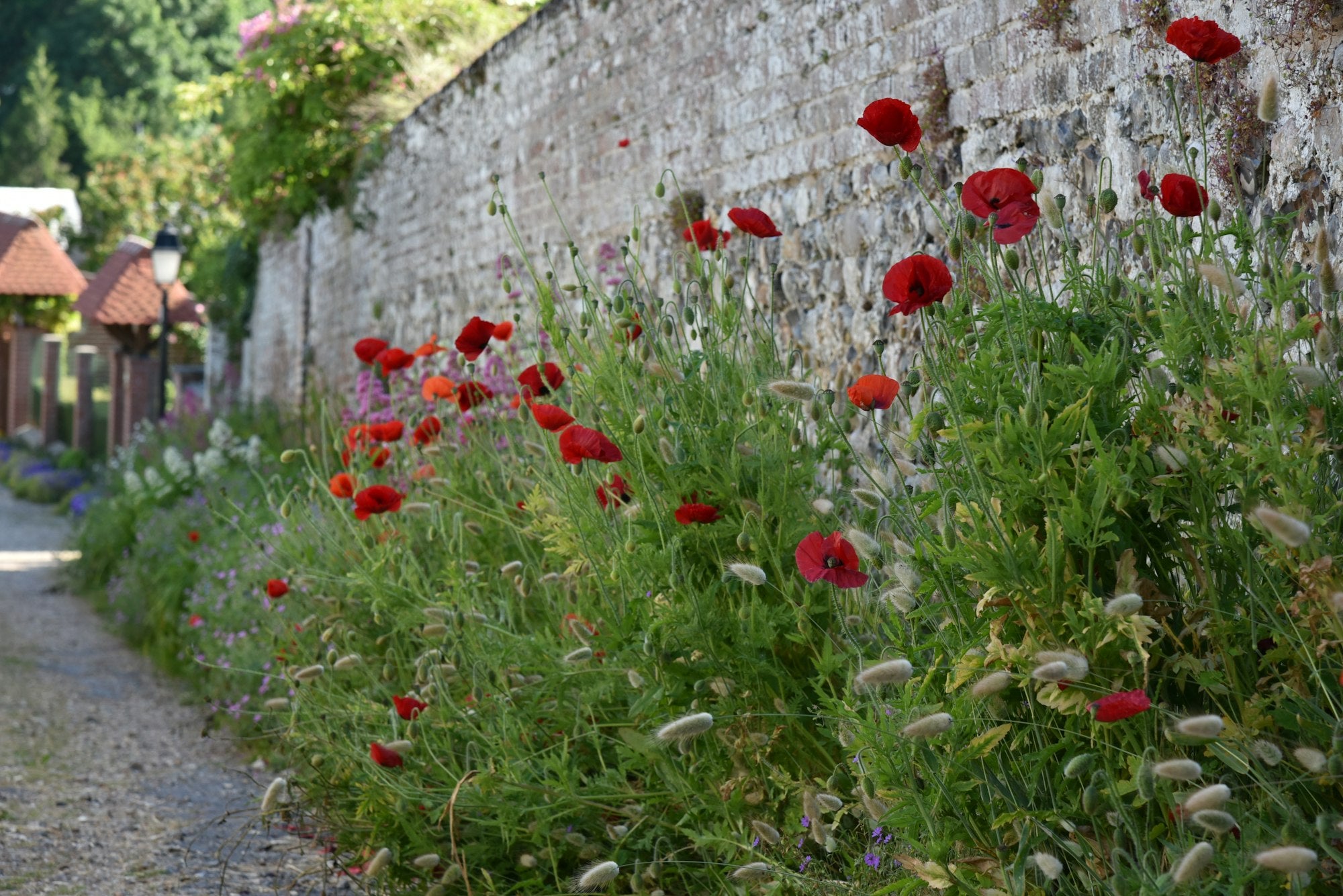 Garden & Growing
