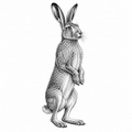 Hare Slate Coasters, Highland Farmhouse Gift, Engraved Hare Portrait