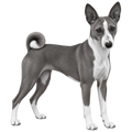 Engraving design reference — Basenji portrait, 'The Watcher', Croft & Cleo